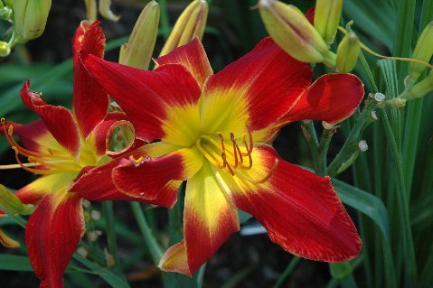All American Chief Daylily